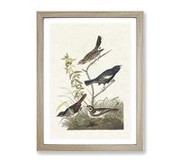 Finches & Sparrows By John James Audubon Vintage Framed Wall Art Print, Ready to Hang Picture for Living Room Bedroom Home Office Décor, Oak A3 (34 x 46 cm)