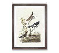 Finches & Sparrows By John James Audubon Vintage Framed Wall Art Print, Ready to Hang Picture for Living Room Bedroom Home Office Décor, Walnut A4 (34 x 25 cm)