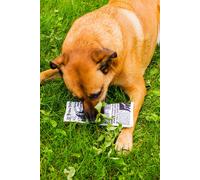 Kikkerland Plush Toys for Dogs Newspaper Dog Toy