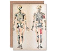 Fine Art Prints Human Body Anatomy Skeleton Muscles Greeting Card With Envelope Inside Premium Quality,17.5 x 12.5 cm