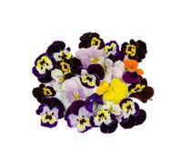 Fine Food Specialist Viola Flowers, Edible, 1 x Punnet