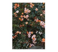 Fine Little Day Rose poster 70x100 cm
