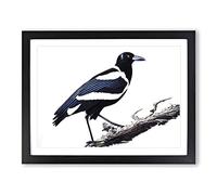 Fine Magpie Bird Framed Print | A4 Black Framed Wall Art | Ready to Hang | Modern Nature Picture | Living Room Bedroom Lounge Office