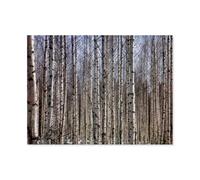 Finland birch forest，1000 Piece wooden Puzzle for An Unforgettable Family Activity - Suitable for All Ages（75x50cm）-AT35