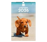 Finocam - Wall Calendar 2026 25x40 cm Month View January - December 2026 + Sep.- Dec. 2025 (4 months) reduced | Calendar 2026 | Puppy Images - Catalan
