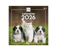 Finocam - Wall Calendar 2026 30 x 30 cm 1 Month per Page January - December 2026 + Sept.-Dec 2025 (4 Months) Reduced | Calendar2026 | Images French Dogs and Cats