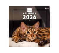 Finocam - Wall Calendar 2026 30x30 cm Month to View January - December 2026 + Sep.- Dec. 2025 (4 months) reduced | Calendar 2026 | Images Cats - International