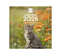 Finocam - Wall Calendar 2026 30x30 cm Month View January - December 2026 + Sep.- Dec. 2025 (4 months) reduced | Calendar 2026 | Images Kittens - Catalan