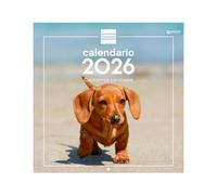 Finocam - Wall Calendar 2026 30x30 cm Month View January - December 2026 + Sep.- Dec. 2025 (4 months) reduced | Calendar 2026 | Puppy Images - English