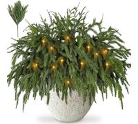Finphoon 12 Pcs Norfolk Pine Branches,18 in Artificial Norfolk Pine Greenery Stems, Real Touch Christmas Greenery Picks for Outdoor & Indoor Table Decoration Winter Holiday Season