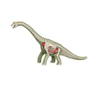 Fiocias Animal Body Models - Educational Tool - Animal Biology Demonstration for Children, 3103