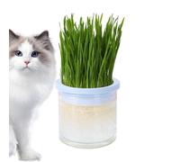 Fioriera for Gatta for Inner Cats - Hydroponic for Cat Grass Cultivation, Container for Cat Grass Growth | Transparent Cup for Grass Hydroculture, Tray for
