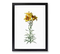Fire Lily Flowers by Pierre-Joseph Redoute Framed Print | A2 Black Framed Wall Art | Ready to Hang | Modern Floral Picture | Living Room Bedroom Lounge Office