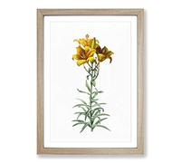 Fire Lily Flowers by Pierre-Joseph Redoute Framed Print | A2 Oak Framed Wall Art | Ready to Hang | Modern Floral Picture | Living Room Bedroom Lounge Office