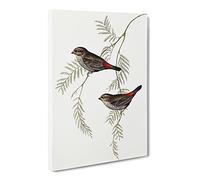 Fire Tailed Finch Birds By Elizabeth Gould Canvas Print | Gallery Wrapped 30mm Frame Wall Art | 20x14 inches | Ready to Hang | Retro Bird Picture | Living Room Bedroom Lounge Office