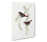 Fire-Tailed Finch Birds by Elizabeth Gould Canvas Print | Gallery Wrapped 30mm Frame Wall Art | 30x20 inches | Ready to Hang | Modern Bird Picture | Living Room Bedroom Lounge Office