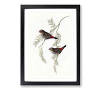 Fire-Tailed Finch Birds by Elizabeth Gould Framed Print | A2 Black Framed Wall Art | Ready to Hang | Modern Nature Picture | Living Room Bedroom Lounge Office