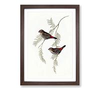 Fire-Tailed Finch Birds by Elizabeth Gould Framed Print | A2 Walnut Framed Wall Art | Ready to Hang | Modern Nature Picture | Living Room Bedroom Lounge Office
