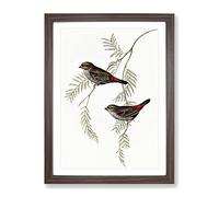 Fire Tailed Finch Birds By Elizabeth Gould Vintage Framed Print | A2 Walnut Framed Wall Art | Ready to Hang | Classic Nature Picture | Living Room Bedroom Lounge Office