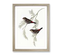 Fire Tailed Finch Birds By Elizabeth Gould Vintage Framed Wall Art Print, Ready to Hang Picture for Living Room Bedroom Home Office Décor, Oak A4 (34 x 25 cm)