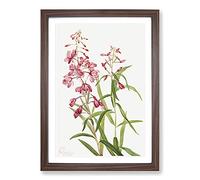 Fireweed by Mary Vaux Walcott Framed Print | A2 Walnut Framed Wall Art | Ready to Hang | Modern Nature Picture | Living Room Bedroom Lounge Office
