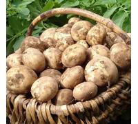 First Early Rocket Seed Potatoes (2kg) - Grow Your Own