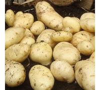 First Early Sharpes Express Seed Potatoes (2kg) - Grow Your Own