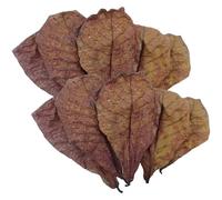 Fish Almond Leaves, Almond Leaves for Betta Fish | Secret Environment for Shrimp, Crabs, Betta Turtles Fish to Offset Water pH