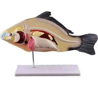 Fish Anatomy Model, Teaching Aid Biological Animal Model, Anatomy Fish Animal Organs Anatomical Model, Removable Miniature Laboratory Supplies Educational Tools