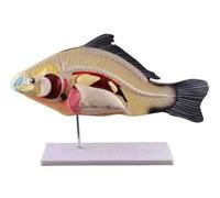 Fish Animal Organs Anatomical Model, Teaching Aid Biological Animal Model, Removable Miniature Laboratory Supplies Education Tool, for Zoology Study Display Teaching