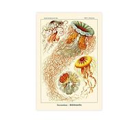 FISH DRAGATE Marine Botanical Illustrations by Ernst Haeckel 1 Canvas Poster Bedroom Decor Sports Landscape Office Room Decor Gift Unframe-style-12 12x18inch(30x45cm)