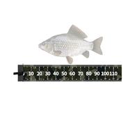 Fish Fillet Mat - Waterproof Wide Measuring Board, Precision Fish Scale, Non Slip Fishing Ruler | Durable Angler Tool for Accurate Measurement Catch Tracking Outdoor Sport Fishing Enthusiasts