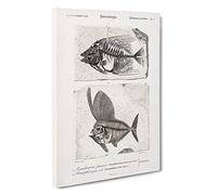 Fish Fossil Illustrations PL. L by Charles d' Orbigny Canvas Print | Gallery Wrapped 30mm Frame Wall Art | 30x20 inches | Ready to Hang | Modern Animals Picture | Living Room Bedroom Lounge Office
