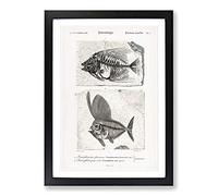 Fish Fossil Illustrations PL. L by Charles d' Orbigny Framed Print | A2 Black Framed Wall Art | Ready to Hang | Modern Animal Picture | Living Room Bedroom Lounge Office