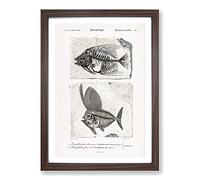 Fish Fossil Illustrations PL. L by Charles d' Orbigny Framed Print | A2 Walnut Framed Wall Art | Ready to Hang | Modern Animal Picture | Living Room Bedroom Lounge Office