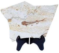 Fish Fossil Real Comes from The Western Liaoning China 150 Million Years Ago