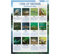 Fish of Britain Poster - Rivers and Lakes - Paper Laminated - Size A2-59 x 42cm (Approx)