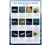 Fish of Britain Poster - Sea Fish - Paper Laminated - Size A2-59 x 42cm (Approx)