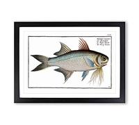 Fish of Paradise by M.E. Bloch Framed Print | A2 Black Framed Wall Art | Ready to Hang | Modern Animal Picture | Living Room Bedroom Lounge Office