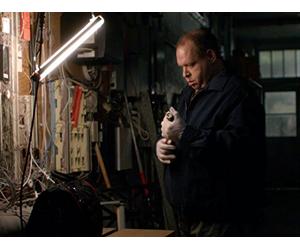 Fish Or Cut Betta