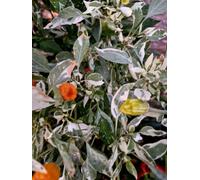 Fish Pepper Orange Chilli Seeds - 10 Fresh Seeds