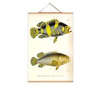Fish Poster No 66 eicie SINGLE PIECES - 4052115043652