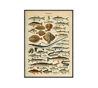 Fish Poster Print Vintage Poissons Identification Wall Art Educational Canvas Painting Art Print Aisle Living Room Pictures Decoration 50x70cm Unframed