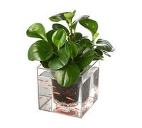 Fish Tabk Square Creative Transparent Fish Tank Water Tank Flower Pot Office Home Desktop Decoration Fish Tank Water Plant Tank Cool Fish Tank (A)