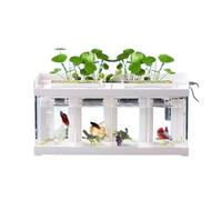 Fish Tank 4 Compartments Acrylic Transparent Fish Tank Desktop Marine Fish Breeding Special Tank Creative Fighting Fish Aquarium with White Cover Aquarium