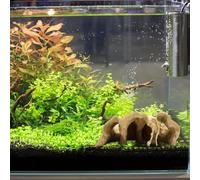 Fish Tank Decor - Tunnel Cave for Fish & Shrimp,Aquarium Underground Tunnel Cave Natural Curve Two Hole,Safe Habitat for Loaches,Catfish & Baby Shrimp,Natural Habitat Mimic for Stress Reduction (M)