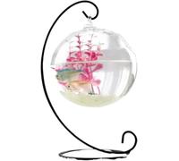Fish Tank, Fish Bowl, Goldfish Bowl, Fish Bowl Hanging Transparent Aquarium Desktop Small Aquariums(Black,Small)