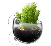 Fish Tank Plant Holder - Suction Aquarium Plant Cup - Clear Removable Planter For Easy-Grow Vibrant Live Hydroponics Tank Divider