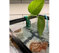 Fish Tank Prints Green Aquarium Plant Holder - 3D Printed, PLA Filament, 10 Gallon Rimmed Tanks, Pothos, Philodendrons, Stemmed Plants