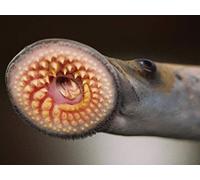 Fish: The First Vertebrates